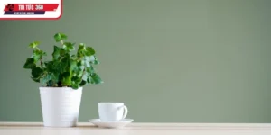 Vì sao cây để bàn là xu hướng decor hiện đại