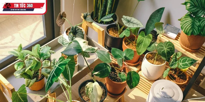 Những lợi ích khi trồng cây hợp mệnh hỏa