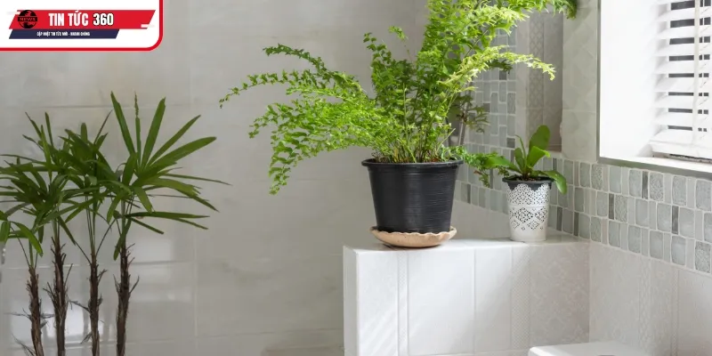 Vai trò phong thủy của cây hợp mệnh hỏa