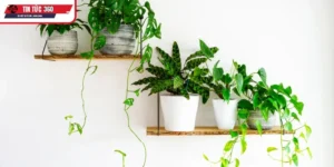 Những loại cây phù hợp với người mang mệnh thổ