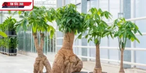 Cây kim ngân và ý nghĩa tài lộc dồi dào