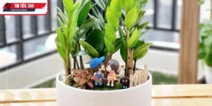  Ý nghĩa tâm linh và phong thủy của cây kim tiền