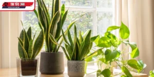 Thông điệp phong thủy từ cây lưỡi hổ