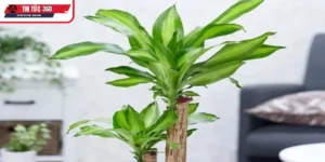 Phong thủy may mắn từ cây phát tài