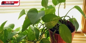 Lý do vì sao cây trầu bà được ưa chuộng đến vậy