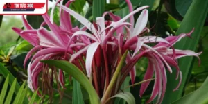 Hoa tướng quân loại cây cho gia đình