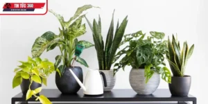 Người mệnh mộc hợp cây gì