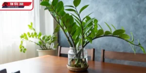 Vai trò của phong thủy với người mệnh thủy