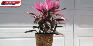 Lý do nên chọn cây huyết dụ đặt trong không gian sống