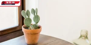 Vai trò của cây xương rồng trong cuộc sống