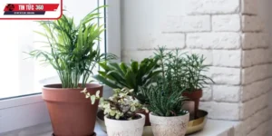 Những lý do tuổi Mão nên chọn đúng cây