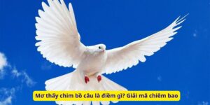 Mơ thấy chim bồ câu là điềm gì? Giải mã chiêm bao